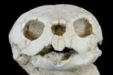 Fossil Turtle (Lytoloma) Skull - Khouribga, Morocco #113361-5